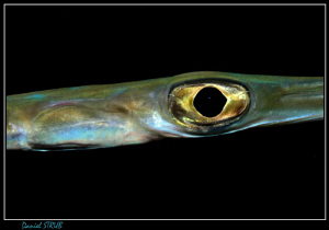 Night dive in Marsa Nakari :-D - the eye of a flute fish by Daniel Strub 